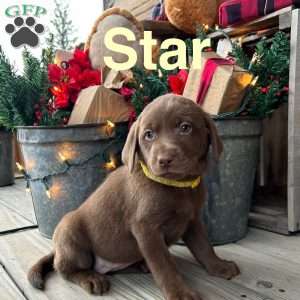 Star, Chocolate Labrador Retriever Puppy